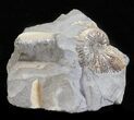 Hoploscaphites Brevis Ammonite - South Dakota #60241-1